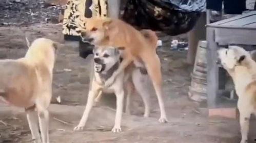 二狗爆料冥想视频,冥想视频背后的神秘力量 第2张 二狗爆料冥想视频,冥想视频背后的神秘力量 第2张