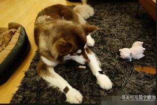 娱乐吃瓜酱送小狗,暖心情怀传递爱心瞬间 第3张 娱乐吃瓜酱送小狗,暖心情怀传递爱心瞬间 第3张